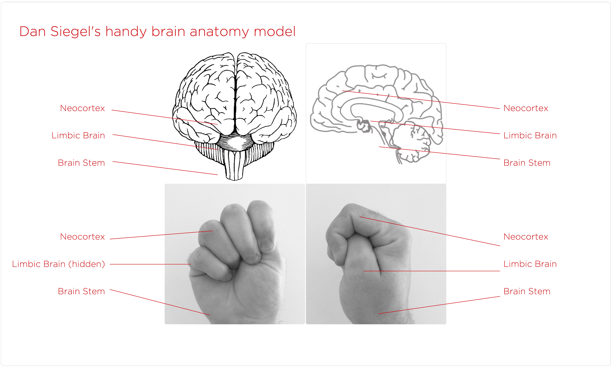Dan Siegel's handy brain anatomy model